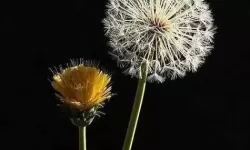妙趣横生：紫龙插花芯带来的花艺新体验