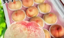 享受畅快体验：最新水蜜桃视频福利推荐