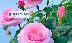 探索1024手机基地旧版你懂的：经典与回忆的手机天地