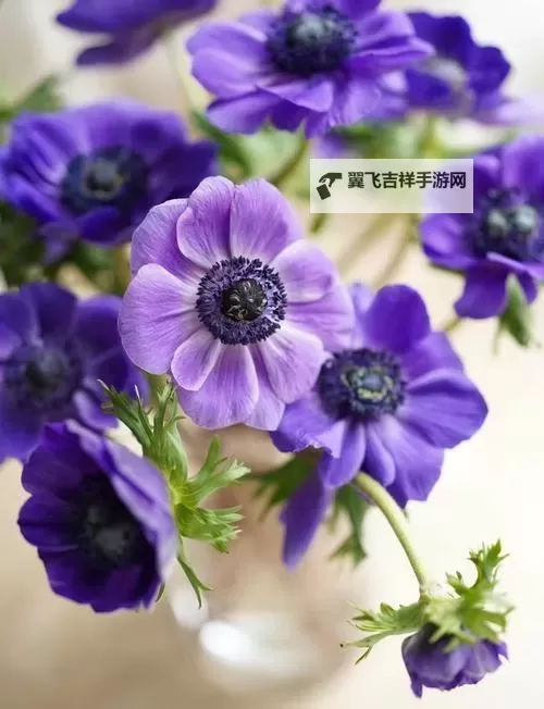 《动物森友会》紫色银莲花杂交及培育方法 紫色银莲花怎么杂交图1