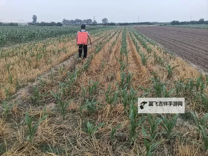 玉米地刮伦:乡村生活中的别样风情图1