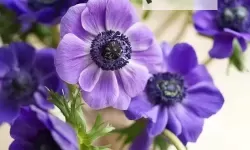 《动物森友会》紫色银莲花杂交及培育方法 紫色银莲花怎么杂交