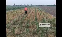 玉米地刮伦：乡村生活中的别样风情