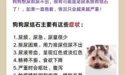 主人别弄了尿了：温馨又搞笑的宠物瞬间