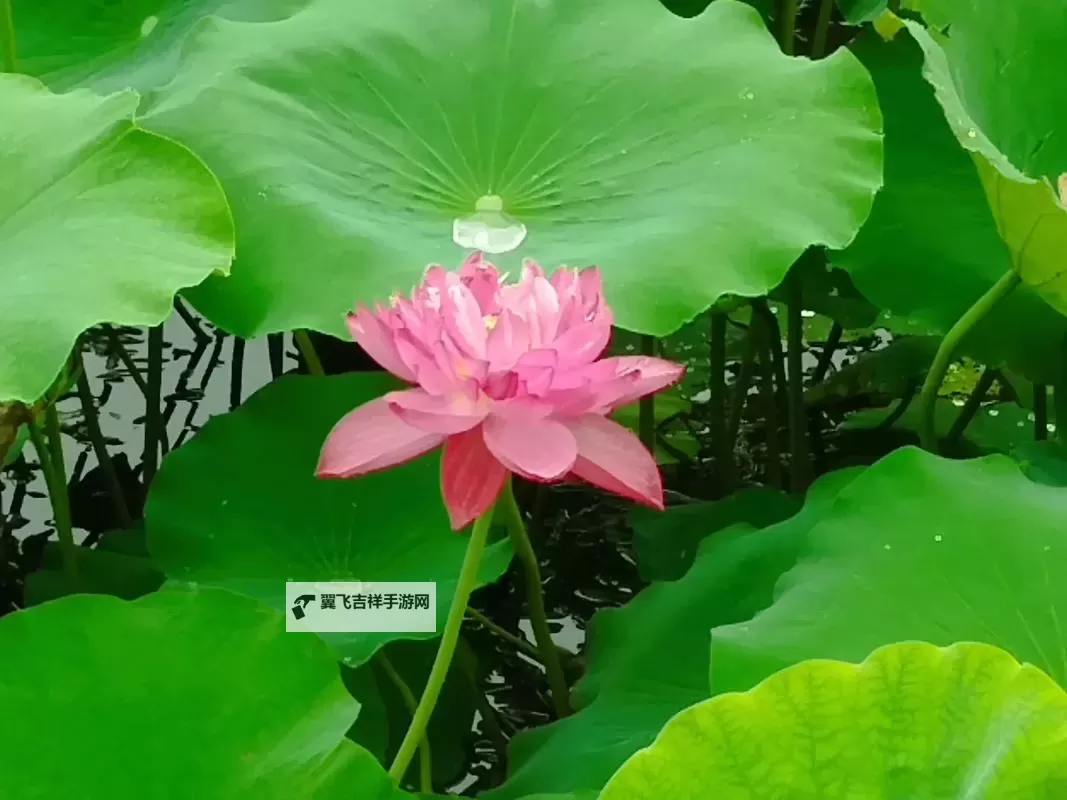 醉美的夏天：流连在碎金阳光里的时光焕想图1
