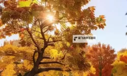 探索全新娱乐体验：X8X8拨牐拨牐X8免费视频8文字全解析