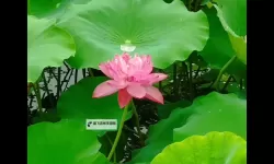 醉美的夏天：流连在碎金阳光里的时光焕想