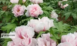 亭亭玉立国色天香：四月天成人精品鉴赏指南