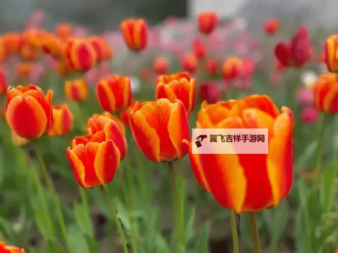 中超风云2双开挂机软件推荐  怎么双开中超风云2详细图文教程图1