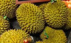 榴莲看片：浓郁香气背后的精彩世界
