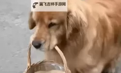 我与自己养的金毛做了难忘的周末旅行