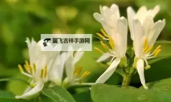 帐中香韵萦金银 花海棠下露华浓