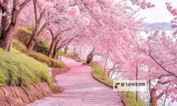 浪漫樱花免费播放高清版下载：沉醉于春日浪漫的唯美体验