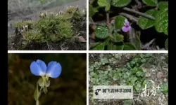 野外国产一级：探索自然的纯粹与极致魅力