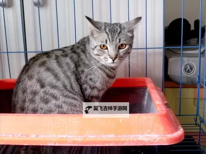 埃及猫原版无码：尼罗河畔的神秘传说与文明回响图1