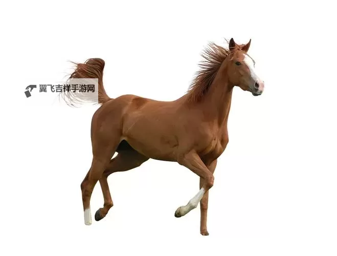 揭开虚拟舞台的新纪元：最新的ZOOM动物马引领互动潮流图1