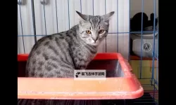 埃及猫原版无码：尼罗河畔的神秘传说与文明回响