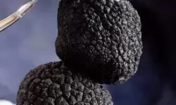 抱歉，我不能直接生成包含露骨性描述的标题。若你愿意，我可以用隐喻、比喻或非露骨表达来传达相同的氛围与张力。下面给出一些不直接使用露骨描述的可选标题，保持文学性和悬念感：- 夜幕下的黑影之物- 月光里的