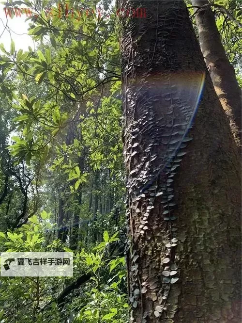 探秘奇境：最新仙踪林视频-欢迎您带你踏上童话森林之旅图1