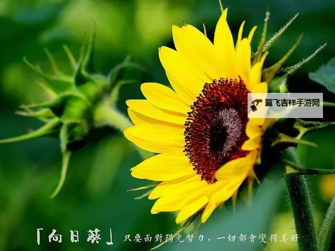 向日葵草莓免费观看最新章节：夏日阳光下的甜蜜与秘密图1