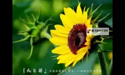 向日葵草莓免费观看最新章节：夏日阳光下的甜蜜与秘密