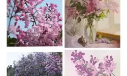 五月丁香深爱：花海中的夏日誓言