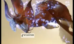 《怪物猎人崛起》焰狐龙全招式展示 焰狐龙怎么打